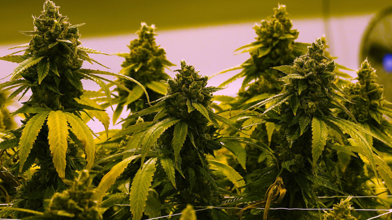 Κόστα Ρίκα: Εγκρίθηκε η παραγωγή και κατανάλωση θεραπευτικής κάνναβης