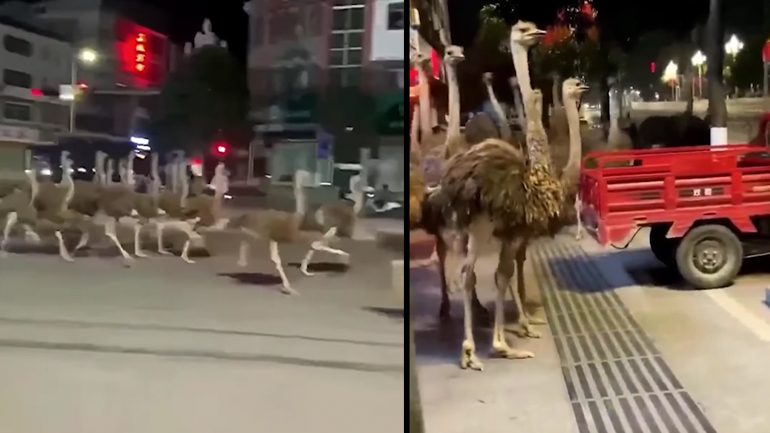 Στρουθοκάμηλοι τρέχουν σε πόλη της Κίνας