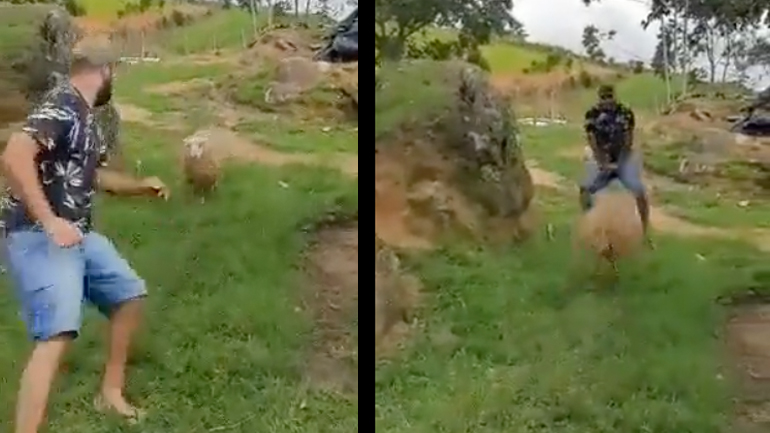 Πρόβατο κυνηγά έναν άνδρα