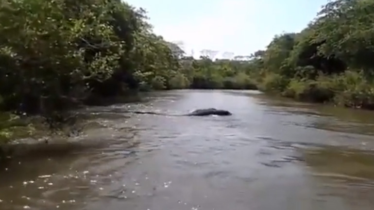 Ένα τεράστιο ανακόντα σε μια λίμνη