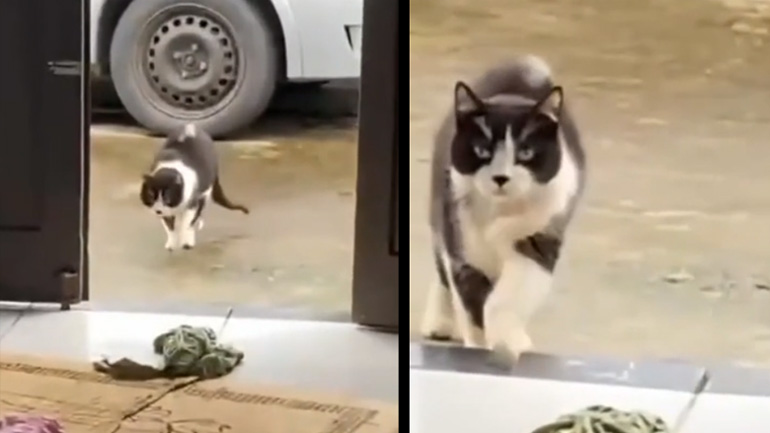 Η γάτα παίζει θέατρο