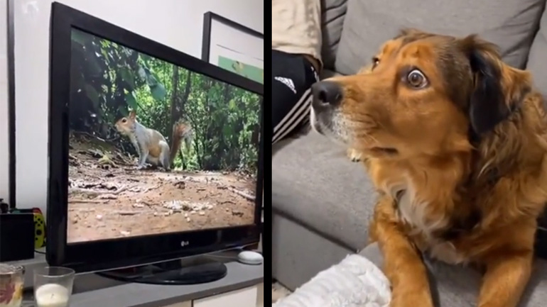 Σκίουρος στην τηλεόραση