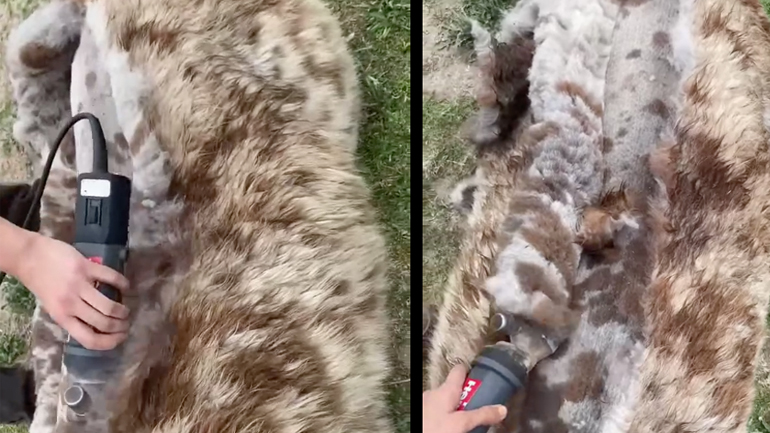 Λάμα κουρεύεται