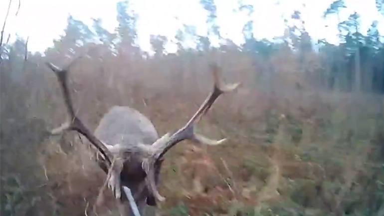 Κυνηγός εναντίον ελαφιού