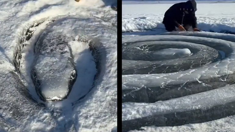 Φίδι σε πάγο