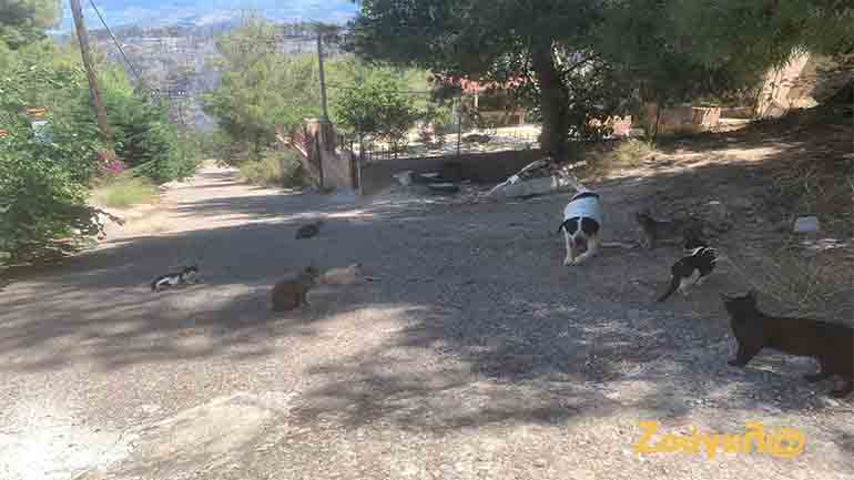 Βραβεία και «Βατόμουρα» 2021 για τους Δήμους και τη συμπεριφορά τους απέναντι στα αδέσποτα