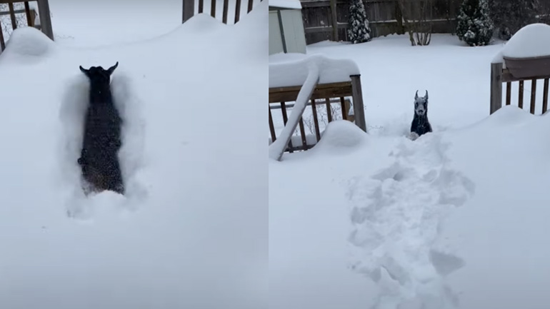 Ο σκύλος μετάνιωσε που βγήκε στο χιόνι