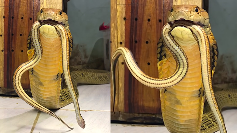 Ο βρυχηθμός μιας βασιλικής κόμπρας