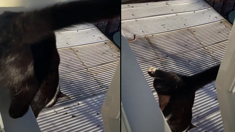 Γάτα περνά μέσα σε μια στέγη