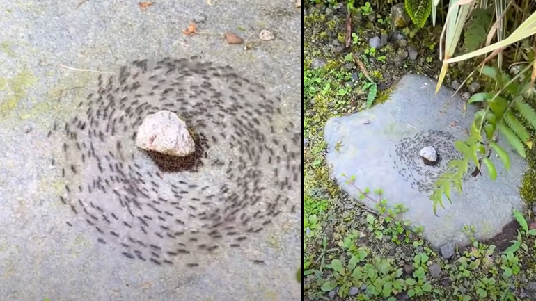 Μύλος μυρμηγκιών: Το σπάνιο φαινόμενο που τα οδηγεί σε θάνατο από εξάντληση 