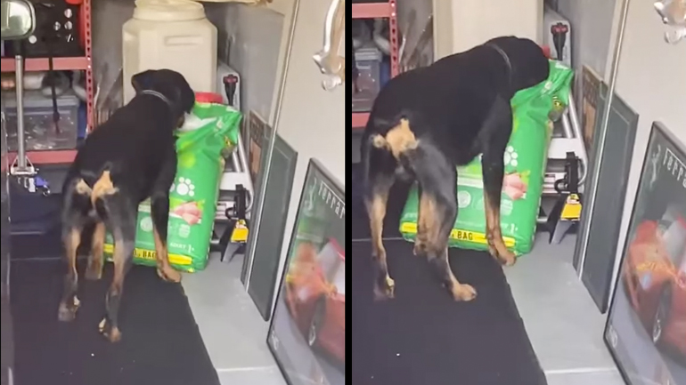 Τον έπιασε στα πράσα!