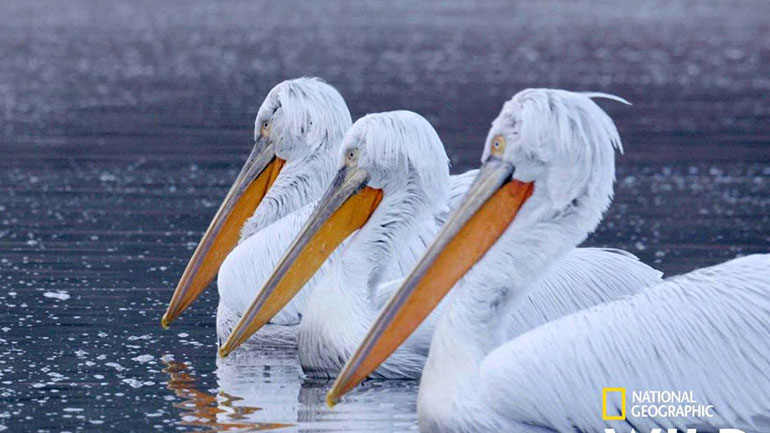 Η Ελλάδα στο νέο επεισόδιο της σειράς «Κρυμμένα Θαύματα της Ευρώπης» στο Nat Geo WILD