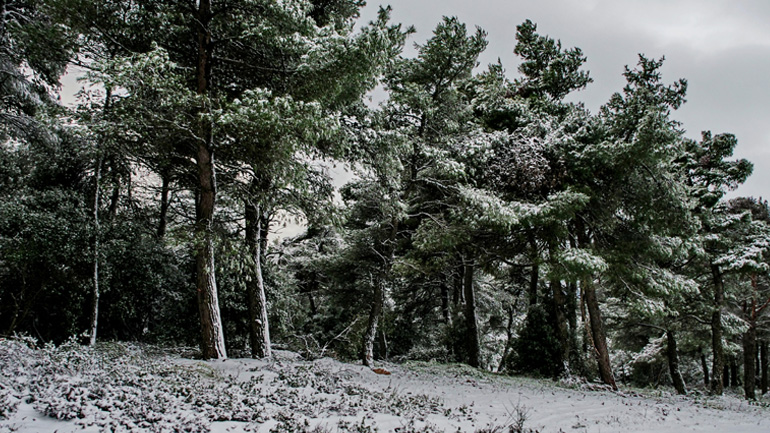 Έντονη χιονόπτωση στο Οροπέδιο Λασιθίου – Αναγκαστική η χρήση αντιολισθητικών αλυσίδων