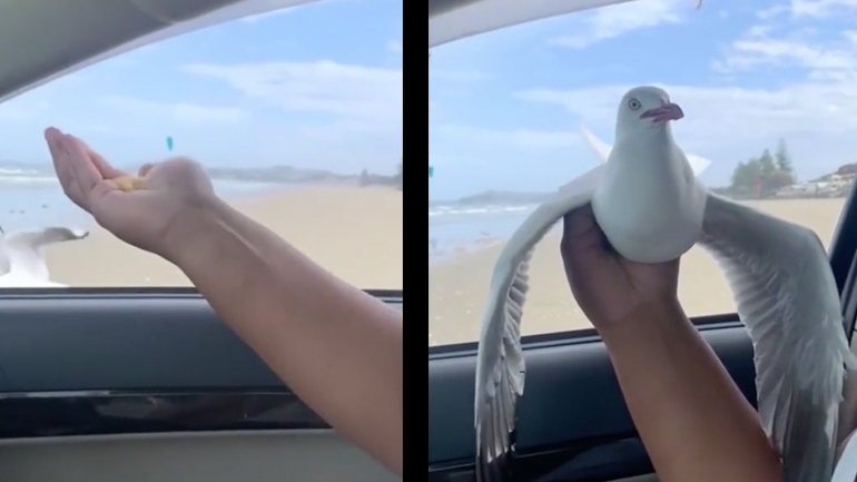 Παγίδα με πατατάκια