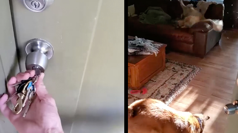 Σκύλοι επιστρέφουν σπίτι μετά τις διακοπές