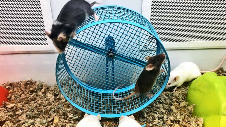 Η άσκηση ακόμα και προς το τέλος της ζωής δείχνει αναζωογονητικά αποτελέσματα σε κυτταρικό επίπεδο