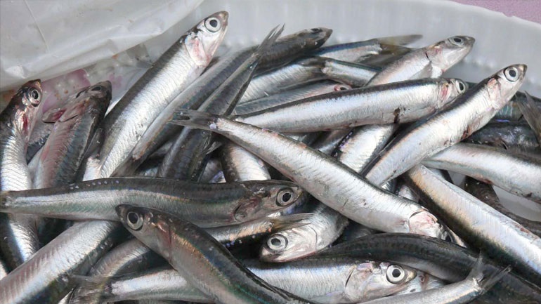 Οι υψηλές θερμοκρασίας στα νερά των θαλασσών απειλούν τον γαύρο – Αλιεύματα για… λίγους τα επόμενα χρόνια