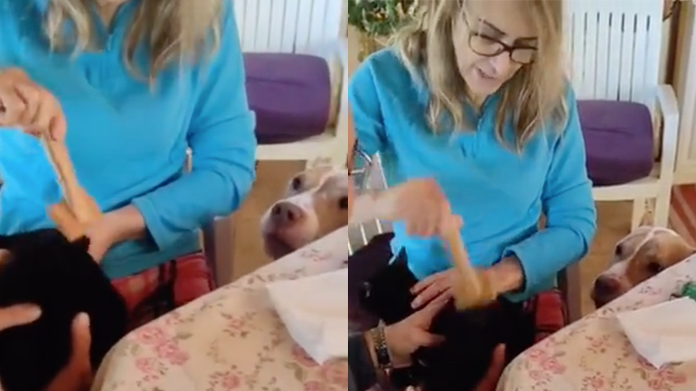 Ο σκύλος ζηλεύει τη γάτα