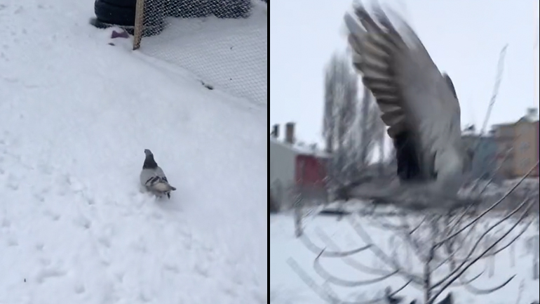 Ένα περιστέρι μαθαίνει να κάνει κόλπα στο χιόνι