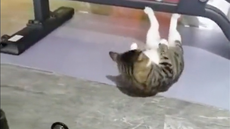 Η γάτα κάνει κοιλιακούς