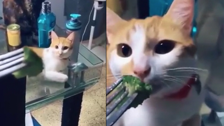 Η γάτα και το μπρόκολο