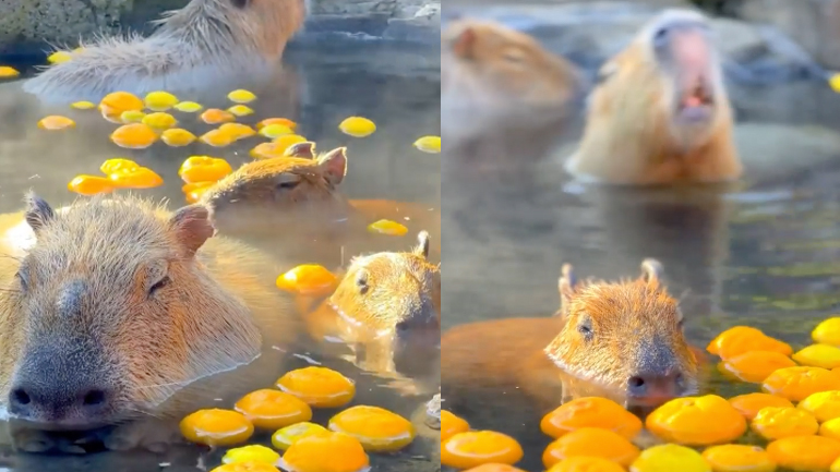 Καπιμπάρα χαλαρώνουν σε μια λίμνη