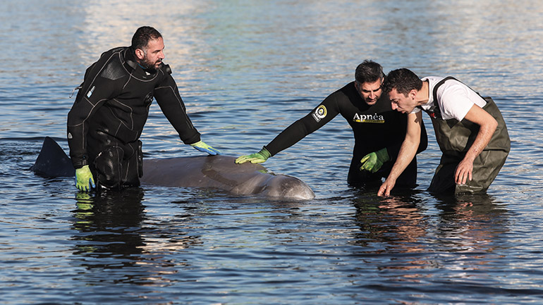 Στη Σαλαμίνα η φάλαινα που εντοπίστηκε στον Άλιμο