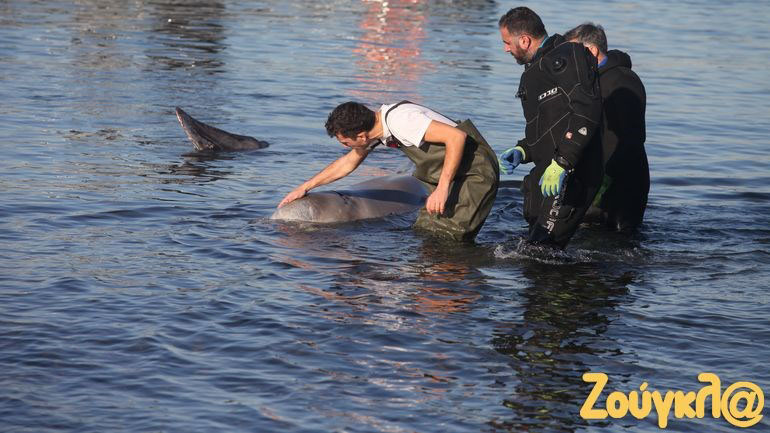 Απομακρύνθηκε από μόνος του προς την ανοιχτή θάλασσα ο ζιφιός