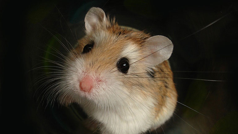 Χονγκ Κονγκ: Επιτρέπεται και πάλι σε pet shops να πωλούν χάμστερ μετά τη σφαγή χιλιάδων λόγω κορωνοϊού