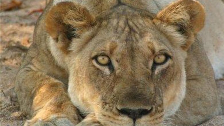 Λέαινα επιτίθεται σε φύλακα ζωολογικού κήπου και φεύγει με τον αγαπημένο της