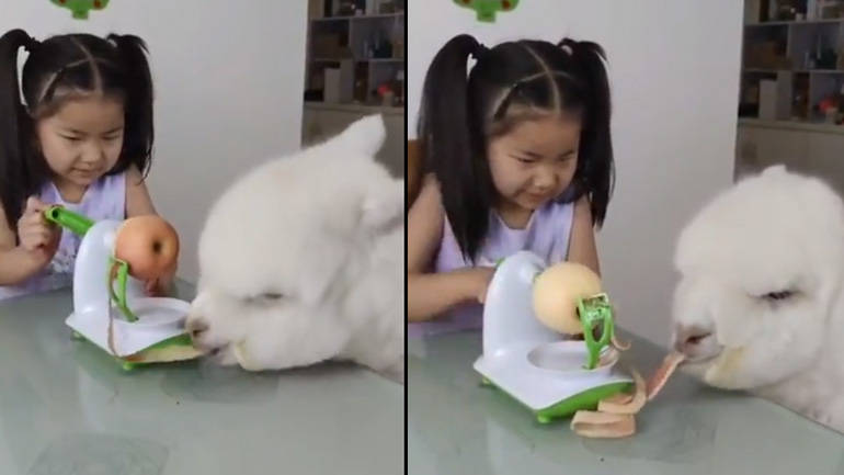 Βοηθός στον αποφλοιωτή μήλων