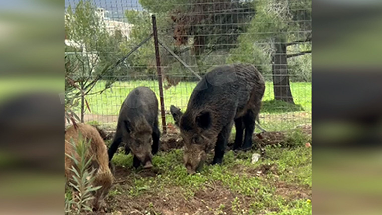 Αγριογούρουνα «σουλατσάρουν» στην Εκάλη!