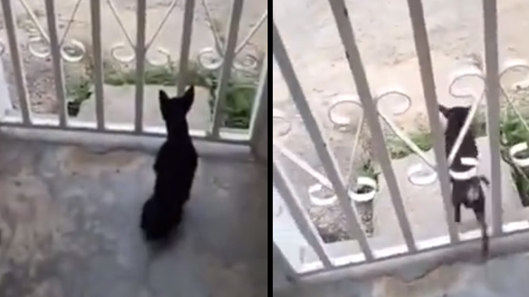 Το άγριο τσιουάουα