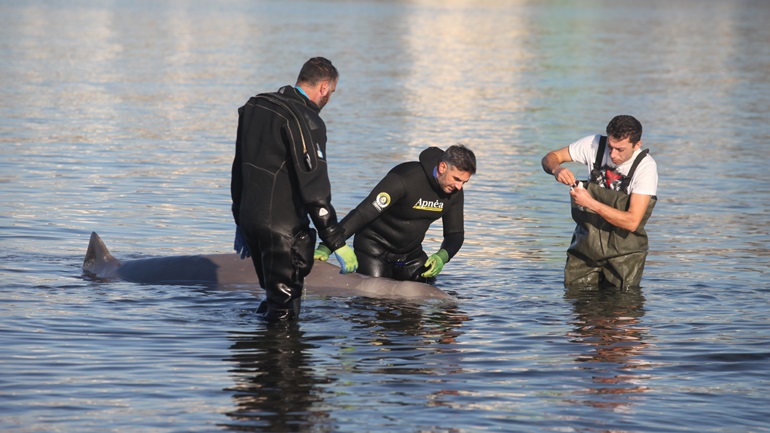 Νεκρός βρέθηκε ο ζιφιός στα παράλια της Σαλαμίνας