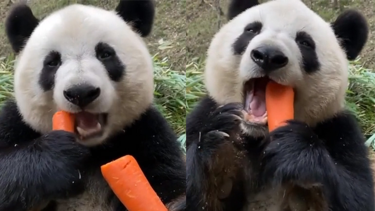 Γιγαντιαίο πάντα τρώει καρότα