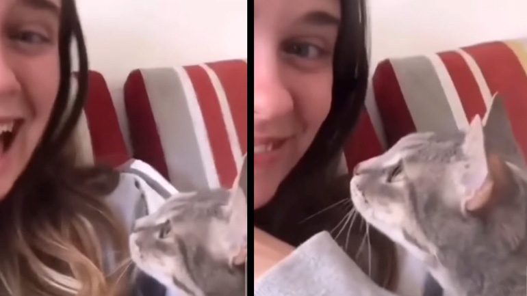 Μια γάτα συζητά με την ιδιοκτήτριά της