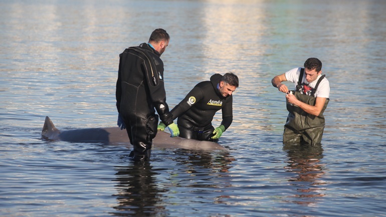 Ολοκληρώθηκε η νεκροψία του «Σωτήρη» – Σε καύση θα οδηγηθεί ο ζιφιός