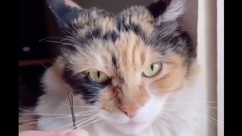 Παίζοντας βιολί με τα μουστάκια ενός γάτου