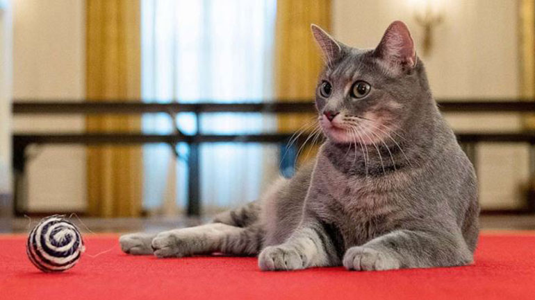 Σας συστήνουμε την «Πρώτη Γάτα»: Μόλις υιοθετήθηκε από το ζεύγος Biden