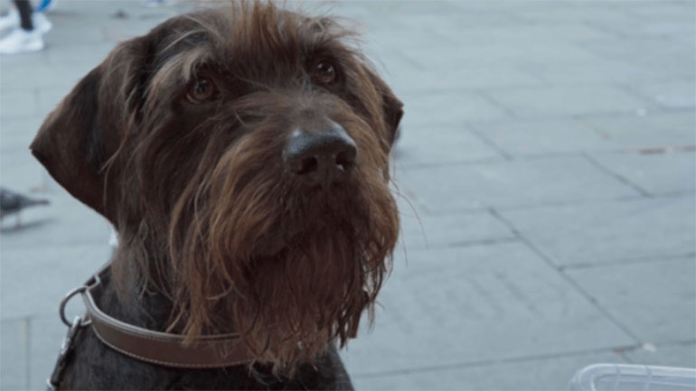 Ένα ντοκιμαντέρ για τους άστεγους σε πόλεις της Βρετανίας και τα ζώα που τους συντροφεύουν