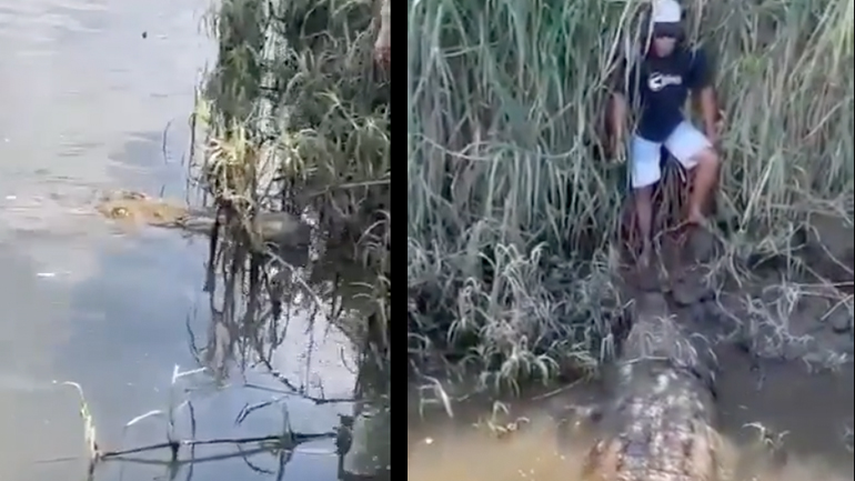 Άνδρας κολλημένος face-to-face με ένα κροκόδειλο