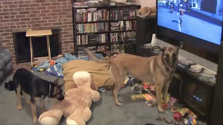 Ο σκύλος βλέπει την αγαπημένη του ταινία