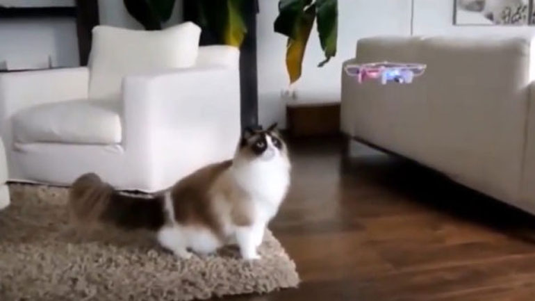 Όταν τα ζώα τα βάζουν με τα… drones