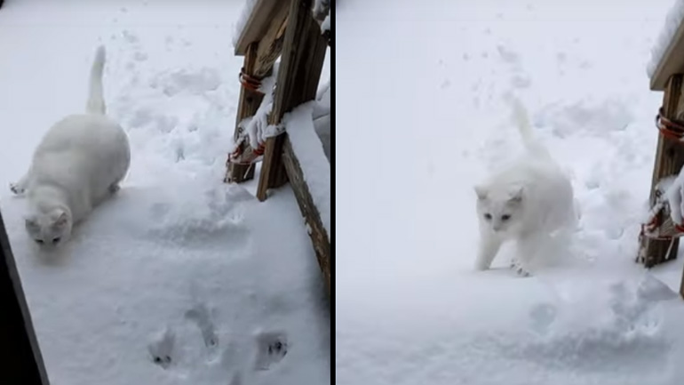 Μια γάτα στο χιόνι
