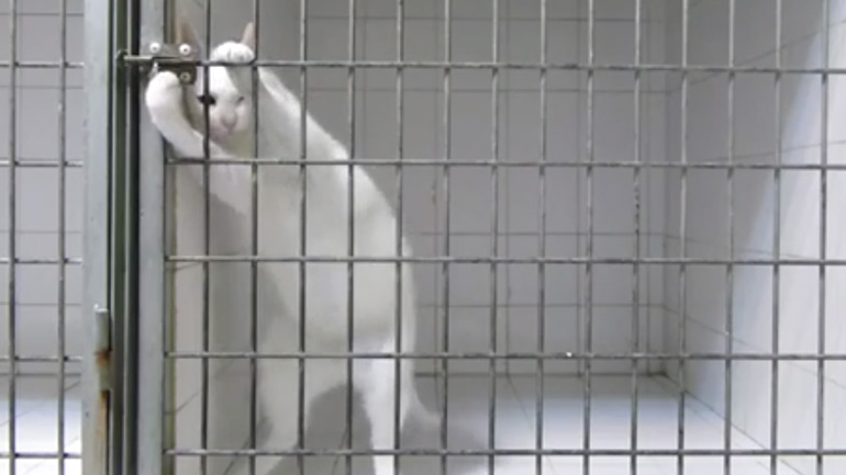 Γάτα δραπετεύει από το κλουβί