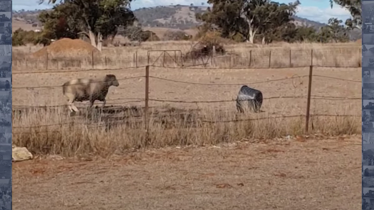 Πρόβατο επιτίθεται σε μια λεκάνη