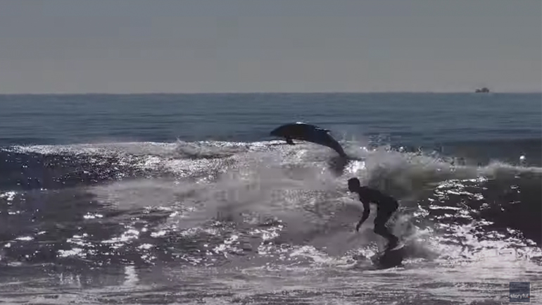 Δελφίνια συνοδεύουν τους σέρφερ