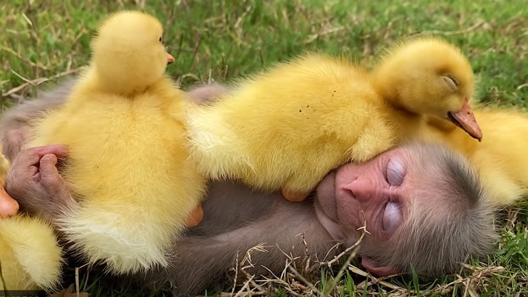 Η μικρή μαϊμού και τα παπάκια