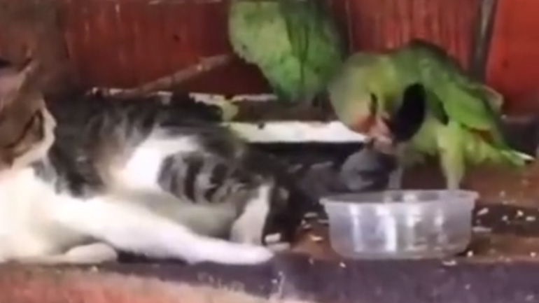 Γάτα εναντίον παπαγάλου