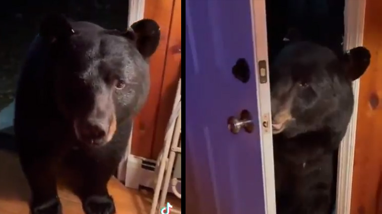 Αρκούδα μπαίνει σε σπίτι και κλείνει την πόρτα φεύγοντας